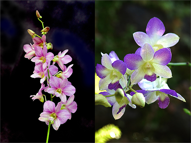 Pretty Dendrobium Orchids